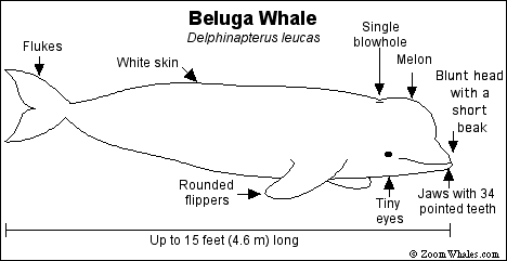 belanatamy.gif (6902 bytes)